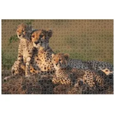 Animal Planet: Rodzina gepardów 1000-elementowe puzzle zdjęcie 2