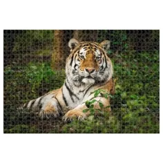 Animal Planet: Tygrys puzzle 1000 elementów zdjęcie 2