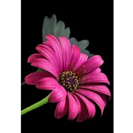 Mozaika diamentowa: Zestaw do malowania diamentami Gerbera 10x15 cm