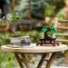 LEGO® Creator: Drzewko bonsai (10281)