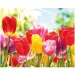 Mozaika diamentowa: Zestaw do malowania diamentami – Tulipany 40x50 cm