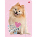 My Little Friend Sweet Pomeranian teczka z gumką w rozmiarze A4