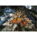 National Geographic - Wspaniałe motyle 1000-elementowe puzzle - Clementoni