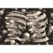 Novo Art: M. C. Escher - Więź jedności (Bond of Union) 1000-elementowe puzzle - Clementoni