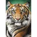 Portret tygrysa puzzle 1500 elementów - Trefl