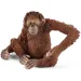 Schleich: Wild Life - Zestaw startowy figurki 4 szt. Zwierzęta Azji (42736)