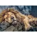 Śpiący lew 1000-elementowe puzzle premium - Trefl