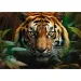 Tygrys w dziczy 1000-elementowe puzzle HQ - Trefl