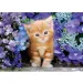 Czerwony kot wśród kwiatów 500 sztuk HQC kompaktowe puzzle - Clementoni zdjęcie 2