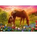 Konie na łące puzzle 500 elementów - Trefl