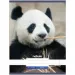 Nebulo: Panda gładki zeszyt A4 80-32